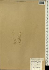 Microchloa indica (L.f.) P.Beauv., Africa (AFR) (Mali)