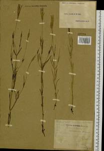 Gentianopsis barbata (Froel.) Ma, Siberia, Altai & Sayany Mountains (S2) (Russia)