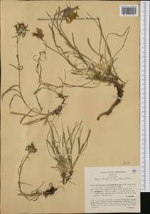 Edraianthus graminifolius (L.) A.DC., Western Europe (EUR) (Italy)