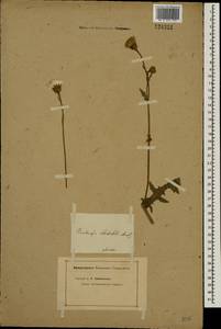 Sonchus, Eastern Europe, South Ukrainian region (E12) (Ukraine)