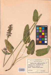 MHA 0 154 768, Betonica officinalis L., Eastern Europe, South Ukrainian region (E12) (Ukraine)