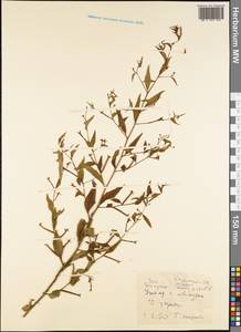 Magnoliopsida, Australia & Oceania (AUSTR) (Samoa)