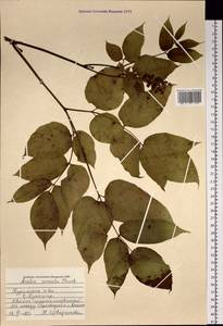 Aralia cordata Thunb., Siberia, Russian Far East (S6) (Russia)