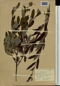 Salix phylicifolia L., Eastern Europe, Northern region (E1) (Russia)