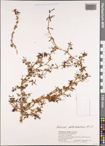 Sesuvium portulacastrum (L.) L., America (AMER) (Curaçao)