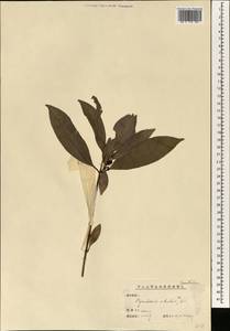 Pyrularia edulis A. DC., South Asia, South Asia (Asia outside ex-Soviet states and Mongolia) (ASIA) (China)