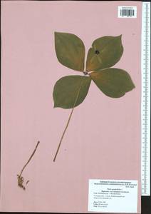 Paris quadrifolia L., Eastern Europe, Central region (E4) (Russia)