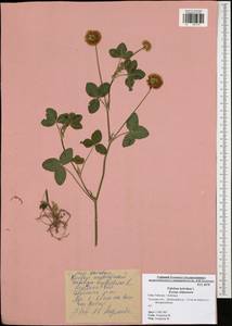 Trifolium hybridum L., Eastern Europe, Central region (E4) (Russia)