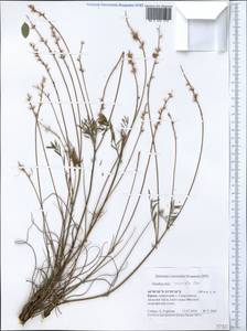 Onobrychis arenaria subsp. miniata (Steven)P.W.Ball, Crimea (KRYM) (Russia)