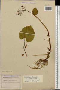 Pachyphragma macrophyllum (Hoffm.) N. Busch, Caucasus (no precise locality) (K0)