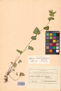 Alliaria petiolata (M.Bieb.) Cavara & Grande, Eastern Europe, West Ukrainian region (E13) (Ukraine)