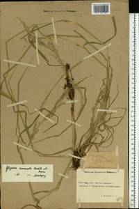 Glyceria nemoralis (R.Uechtr.) R.Uechtr. & Koern., Eastern Europe, Rostov Oblast (E12a) (Russia)