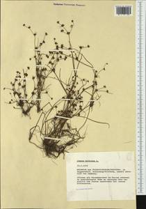 Juncus bulbosus L., Western Europe (EUR) (Germany)