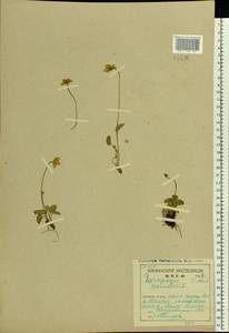 Parnassia palustris L., Eastern Europe, Northern region (E1) (Russia)