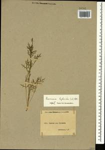 Roemeria hybrida (L.) DC., Caucasus, Armenia (K5) (Armenia)