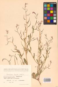 Chorispora tenella (Pall.) DC., Eastern Europe, Lower Volga region (E9) (Russia)