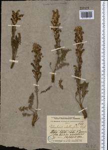 Pedicularis achilleifolia Stephan ex Willd., Middle Asia, Muyunkumy, Balkhash & Betpak-Dala (M9) (Kazakhstan)