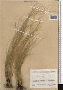 Stipa zalesskii Wilensky, Middle Asia, Northern & Central Kazakhstan (M10) (Kazakhstan)