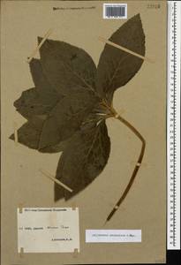 Helleborus orientalis subsp. abchasicus (A. Braun) B. Mathew, Caucasus, Abkhazia (K4a) (Abkhazia)