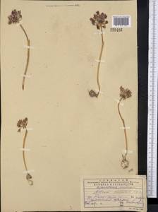 Allium oreophilum C.A.Mey., Middle Asia, Western Tian Shan & Karatau (M3) (Kazakhstan)