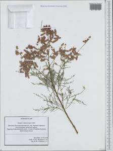 Tamarix ramosissima Ledeb., Caucasus, Dagestan (K2) (Russia)