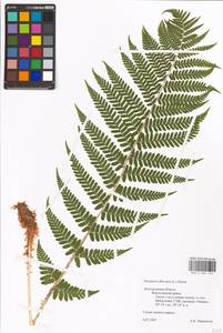 Dryopteris filix-mas (L.) Schott, Eastern Europe, Central forest-and-steppe region (E6) (Russia)