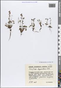 Saxifraga hyperborea R.Br., Siberia, Chukotka & Kamchatka (S7) (Russia)