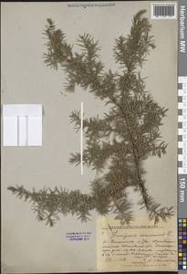 Juniperus communis L., Eastern Europe, Central forest region (E5) (Russia)