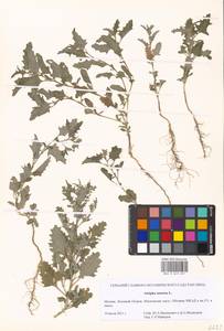 Atriplex tatarica L., Eastern Europe, Moscow region (E4a) (Russia)