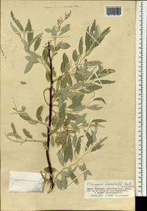 Elaeagnus angustifolia subsp. angustifolia, Mongolia (MONG) (Mongolia)