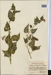 Solanum dulcamara L., Middle Asia, Dzungarian Alatau & Tarbagatai (M5) (Kazakhstan)