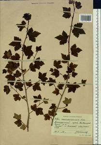 Ribes maximoviczianum Kom., Siberia, Russian Far East (S6) (Russia)