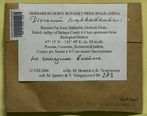 Dicranum viride var. hakkodense (Cardot) Takaki, Bryophytes, Bryophytes - Russian Far East (excl. Chukotka & Kamchatka) (B20) (Russia)