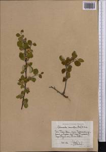 Cotoneaster suavis Pojark., Middle Asia, Western Tian Shan & Karatau (M3) (Uzbekistan)