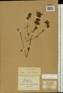 Rhinanthus serotinus var. vernalis (N. W. Zinger) Janch., Eastern Europe, Belarus (E3a) (Belarus)