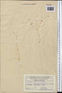 Lomelosia olivieri (Coult.) Greuter & Burdet, Middle Asia, Western Tian Shan & Karatau (M3) (Kyrgyzstan)