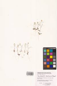 Arabidopsis thaliana (L.) Heynh., Eastern Europe, Lower Volga region (E9) (Russia)