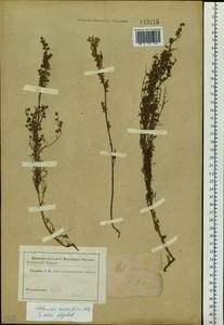 Artemisia anethifolia Weber ex Stechm., Siberia (no precise locality) (S0) (Russia)