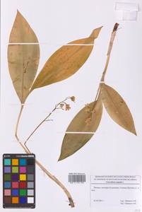 Convallaria majalis L., Eastern Europe, Moscow region (E4a) (Russia)