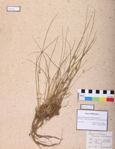 Juncus filiformis L., Siberia, Altai & Sayany Mountains (S2) (Russia)