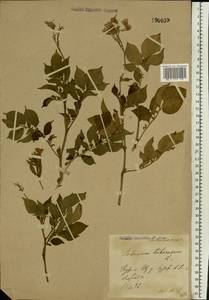 Solanum tuberosum L., Eastern Europe, Central forest-and-steppe region (E6) (Russia)