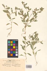 Euclidium syriacum (L.) W.T.Aiton, Eastern Europe, South Ukrainian region (E12) (Ukraine)
