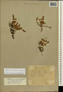 Thymus pulegioides subsp. montanus (Trevir.) Ronniger, Siberia, Chukotka & Kamchatka (S7) (Russia)