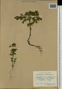 Euphorbia helioscopia L., Eastern Europe, Moscow region (E4a) (Russia)