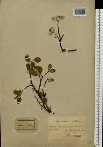 Salix reticulata L., Eastern Europe, Northern region (E1) (Russia)