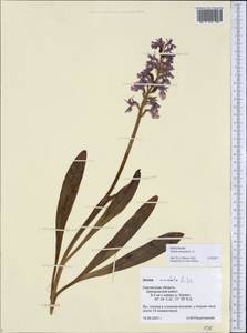 Orchis mascula (L.) L., Eastern Europe, Western region (E3) (Russia)