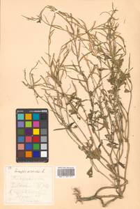 Rhamphospermum arvense (L.) Andrz. ex Besser, Siberia, Russian Far East (S6) (Russia)