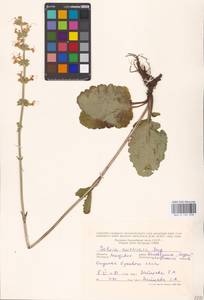 MHA 0 156 098, Salvia austriaca Jacq., Eastern Europe, Moldova (E13a) (Moldova)
