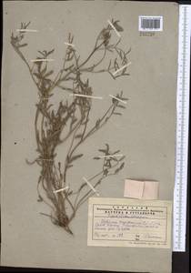 Hedysarum taschkendicum Popov, Middle Asia, Western Tian Shan & Karatau (M3) (Kazakhstan)