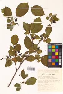 Malus domestica (Suckow) Borkh., Eastern Europe, Lower Volga region (E9) (Russia)